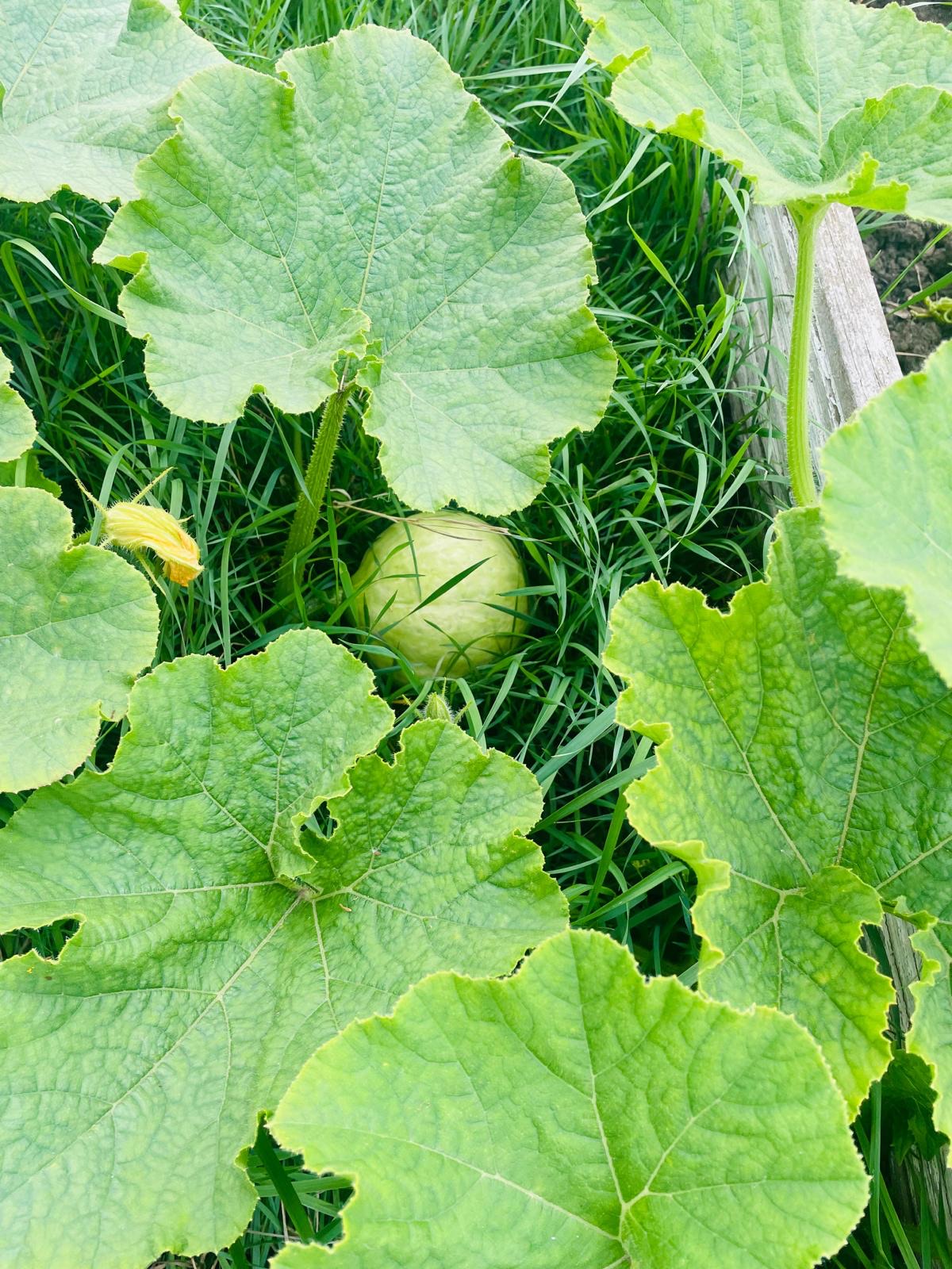 Low Hall Farm Allotments in Leyton London