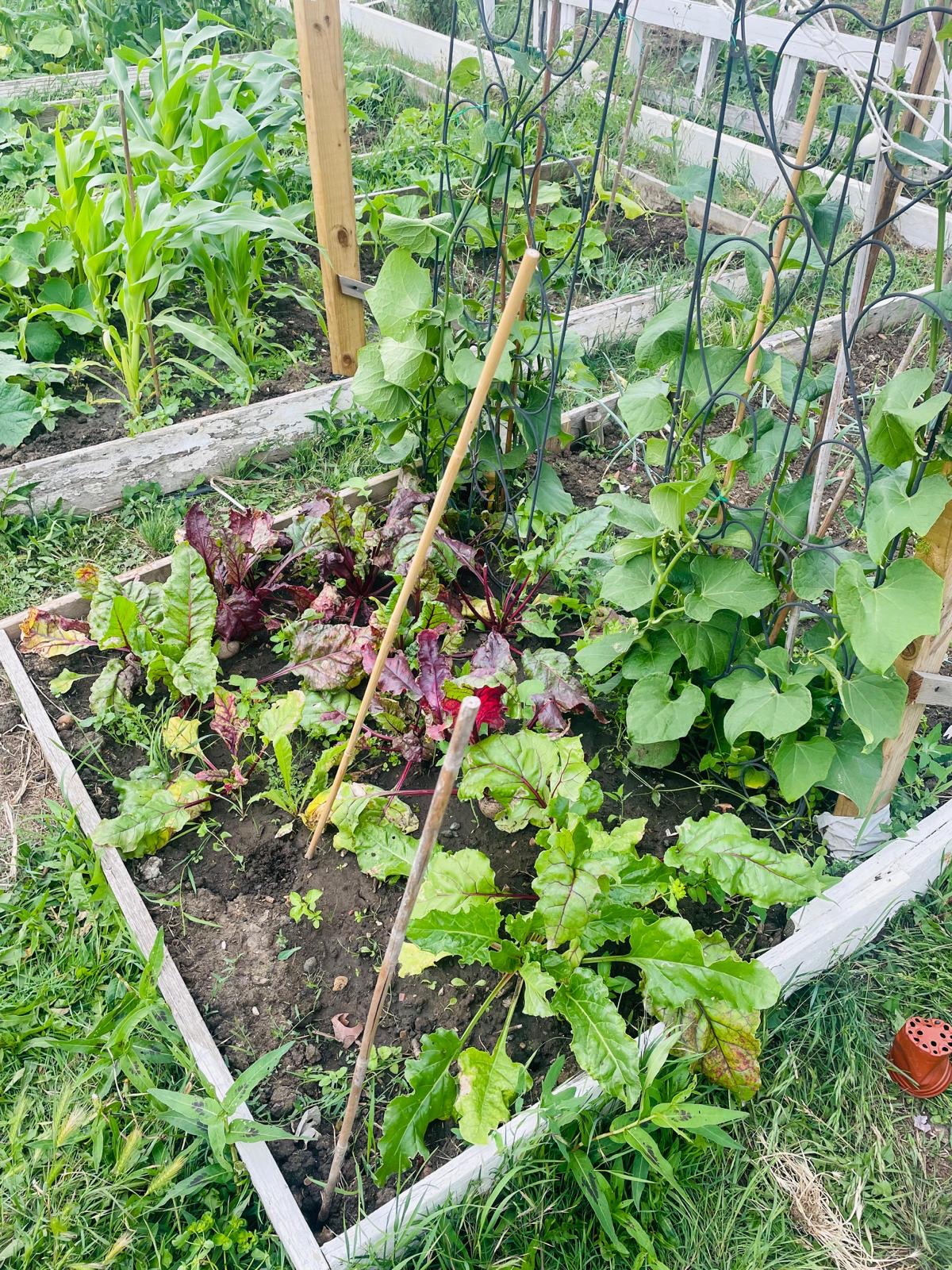 Low Hall Farm Allotments in Leyton London
