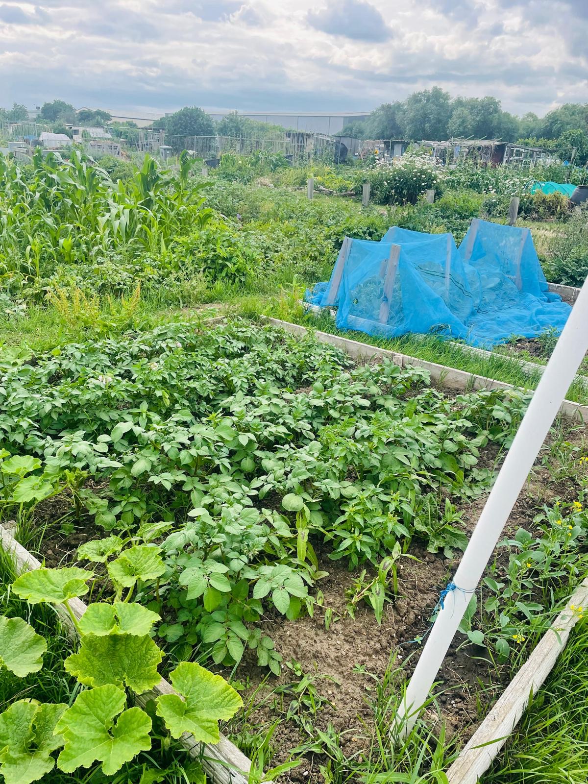 Low Hall Farm Allotments in Leyton London